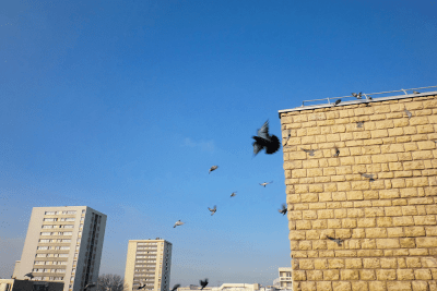 Agrandir l'image 12 sur 14, fenêtre modale