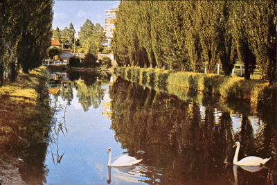 Plan d'eau du parc des sports de Fresnes, avec des cygnes - Agrandir l'image 10 sur 12, fenêtre modale